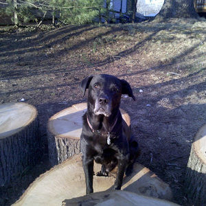 Meet your Posher, Leonard